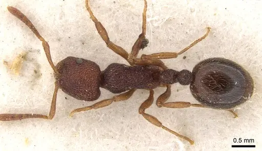 Rogeria megastigmatica - CASENT0900963