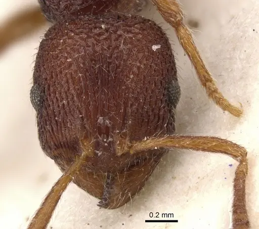 Rogeria megastigmatica - CASENT0900963