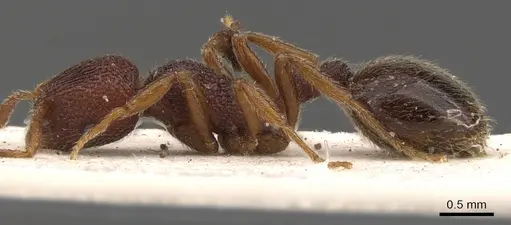 Rogeria megastigmatica - CASENT0900963