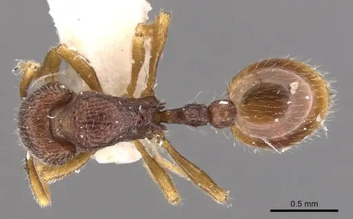 Rogeria merenbergiana specimen