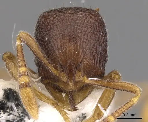 Rogeria merenbergiana specimen