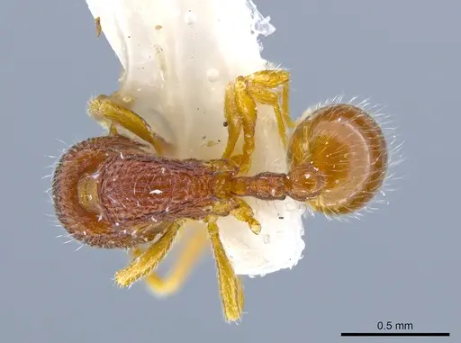 Rogeria merenbergiana - MCZ-ENT00649714