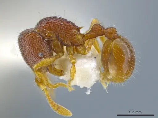 Rogeria merenbergiana - MCZ-ENT00649714