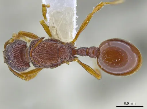 Rogeria merenbergiana - MCZ-ENT00649715