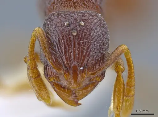 Rogeria merenbergiana - MCZ-ENT00649715