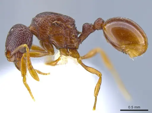 Rogeria merenbergiana - MCZ-ENT00649715