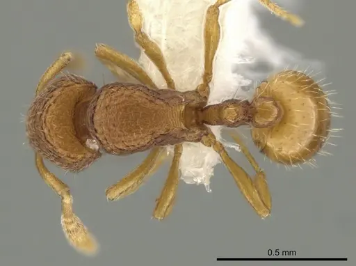 Rogeria micromma specimen