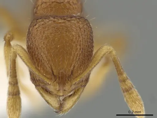 Rogeria micromma specimen