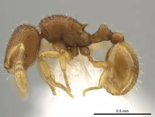 Rogeria micromma specimen