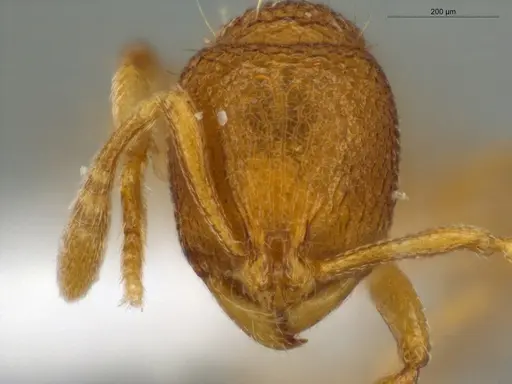 Rogeria micromma - ECOFOG-CSG15-0265-15