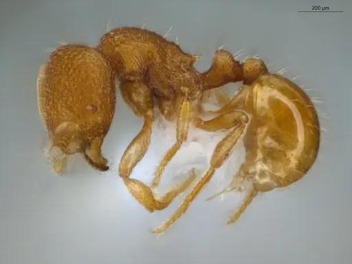 Rogeria micromma - ECOFOG-CSG15-0265-15