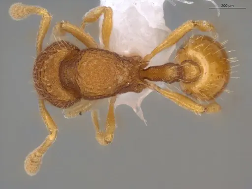 Rogeria micromma - ECOFOG-TR17-0196-04