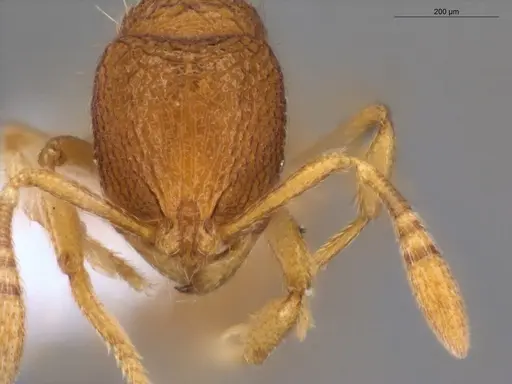 Rogeria micromma - ECOFOG-TR17-0196-04