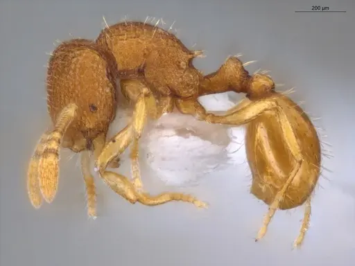 Rogeria micromma - ECOFOG-TR17-0196-04