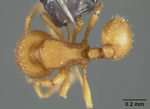 Rogeria micromma - USNMENT00446021