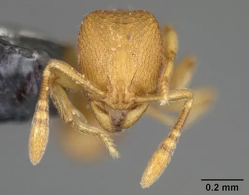 Rogeria micromma - USNMENT00446021