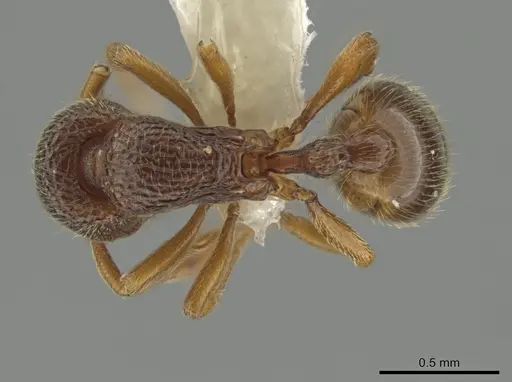 Rogeria neilyensis specimen