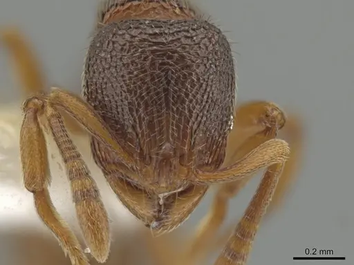 Rogeria neilyensis specimen