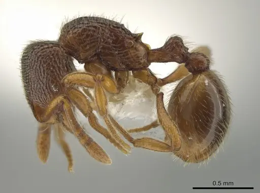 Rogeria neilyensis specimen