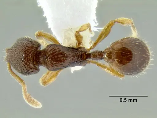 Rogeria nevadensis specimen