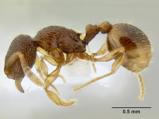 Rogeria nevadensis specimen