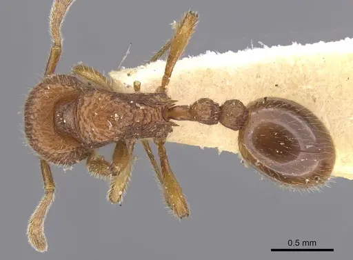 Rogeria pellecta specimen