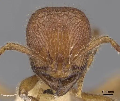 Rogeria pellecta specimen