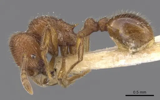 Rogeria pellecta specimen