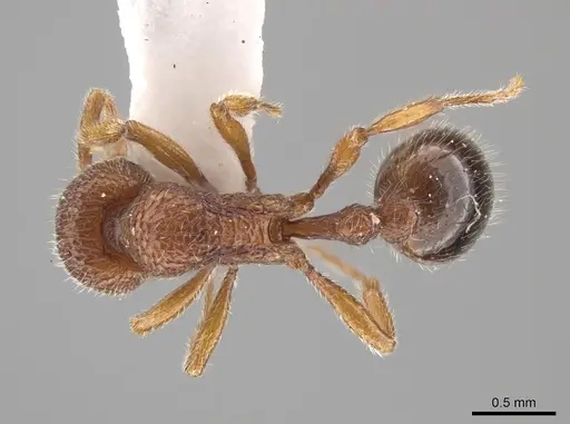 Rogeria pellecta - MZSP67220