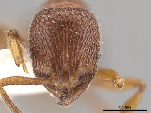 Rogeria pellecta - MZSP67220