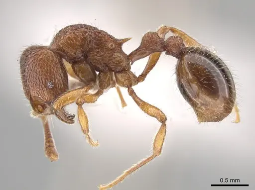 Rogeria pellecta - MZSP67220