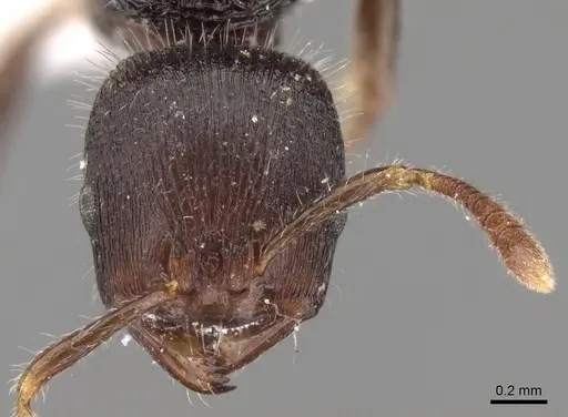 Rogeria procera specimen