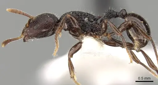 Rogeria procera specimen