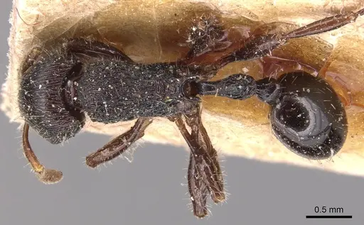 Rogeria procera - CASENT0904777