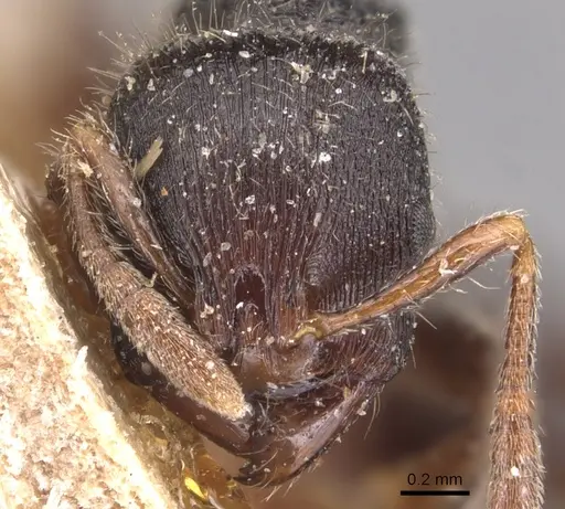 Rogeria procera - CASENT0904777