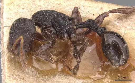 Rogeria procera - CASENT0904777