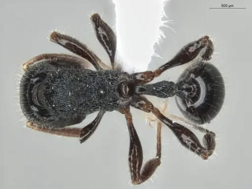 Rogeria procera - ECOFOG-GAL18-0105-24