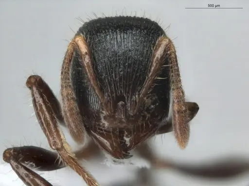 Rogeria procera - ECOFOG-GAL18-0105-24