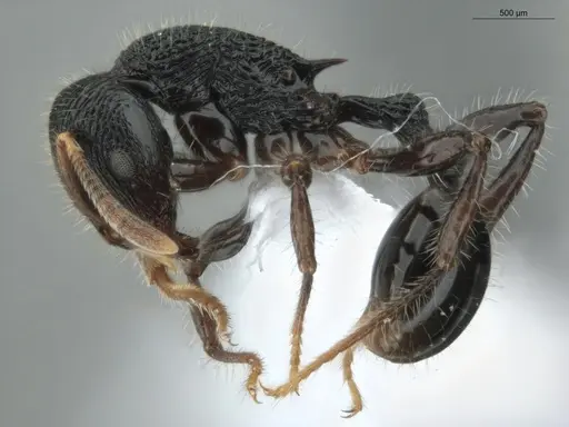 Rogeria procera - ECOFOG-GAL18-0105-24