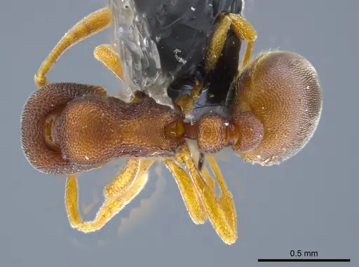 Rogeria prominula specimen