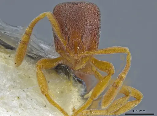 Rogeria prominula specimen