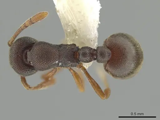 Rogeria prominula - USNMENT01128009