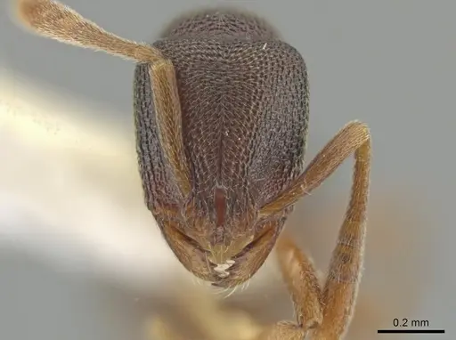 Rogeria prominula - USNMENT01128009