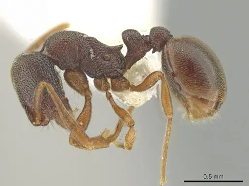 Rogeria prominula - USNMENT01128009