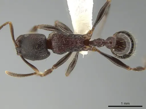 Rogeria scandens specimen