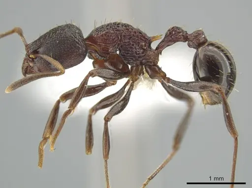 Rogeria scandens specimen