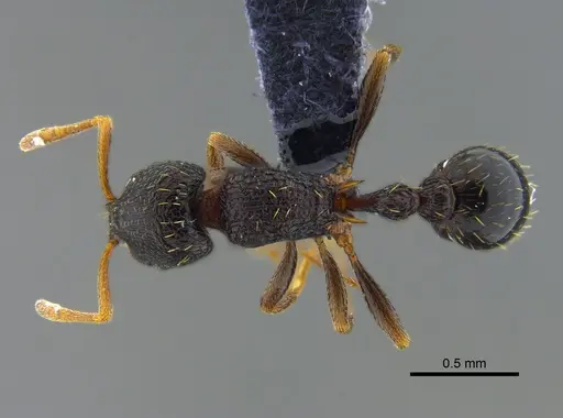 Rogeria scandens - CBUMAGENT41965