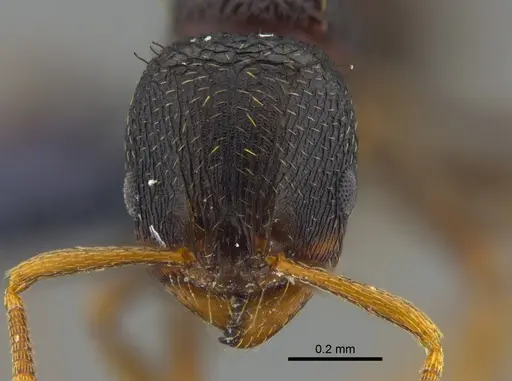 Rogeria scandens - CBUMAGENT41965