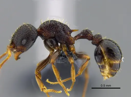 Rogeria scandens - CBUMAGENT41965