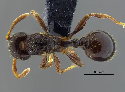 Rogeria scandens - IAVH-E-263232